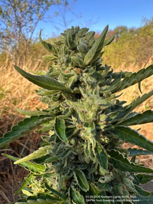 EE Guerrila. Week 9