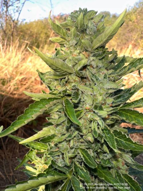 EE Guerrila. Week 9