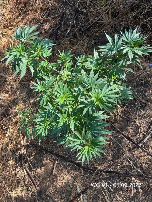 EE Guerrila. Week 9
