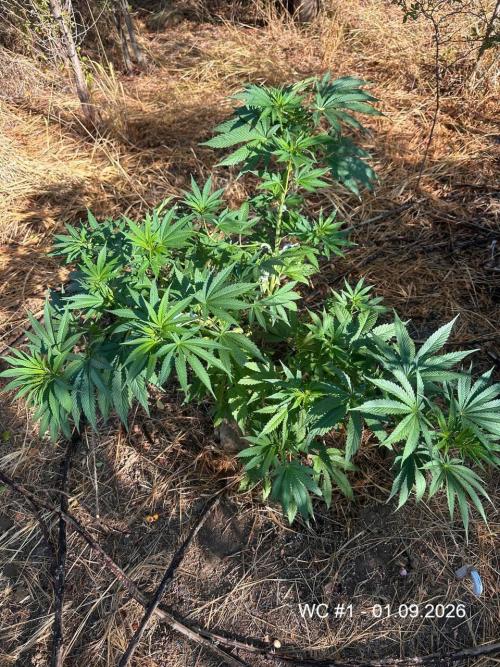 EE Guerrila. Week 9