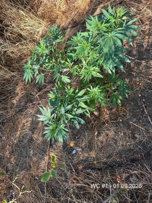 EE Guerrila. Week 9