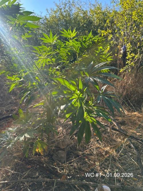 EE Guerrila. Week 9
