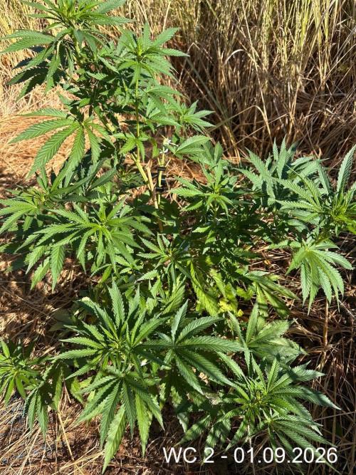 EE Guerrila. Week 9