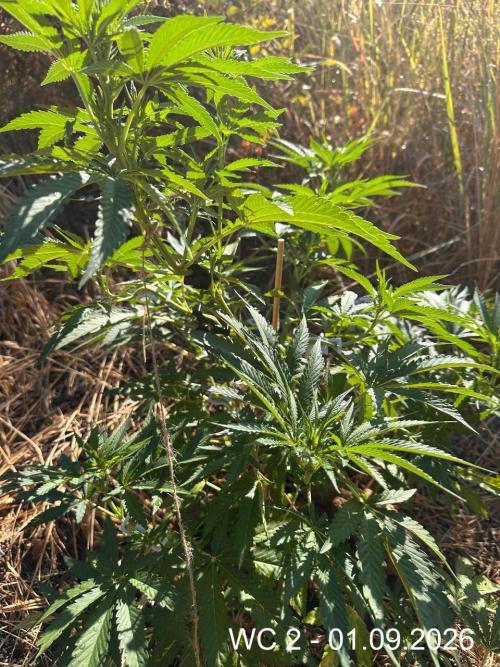 EE Guerrila. Week 9