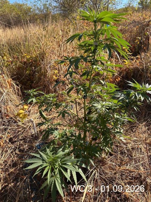EE Guerrila. Week 9