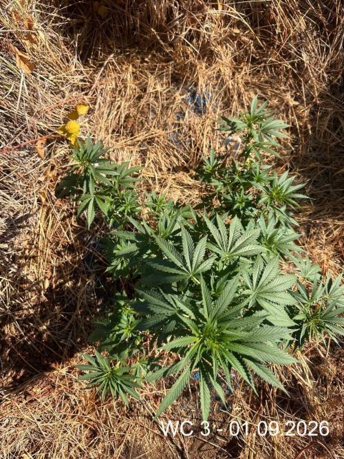 EE Guerrila. Week 9