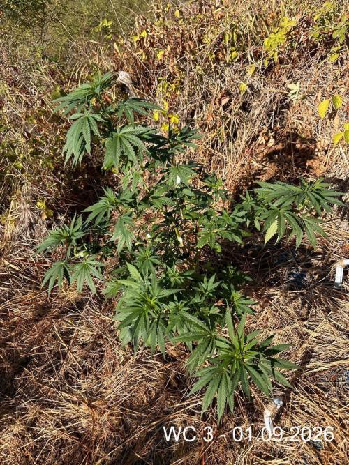 EE Guerrila. Week 9