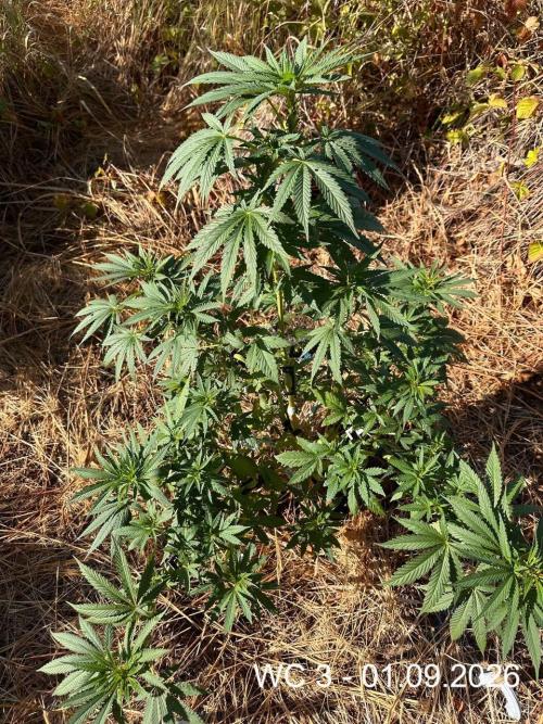 EE Guerrila. Week 9