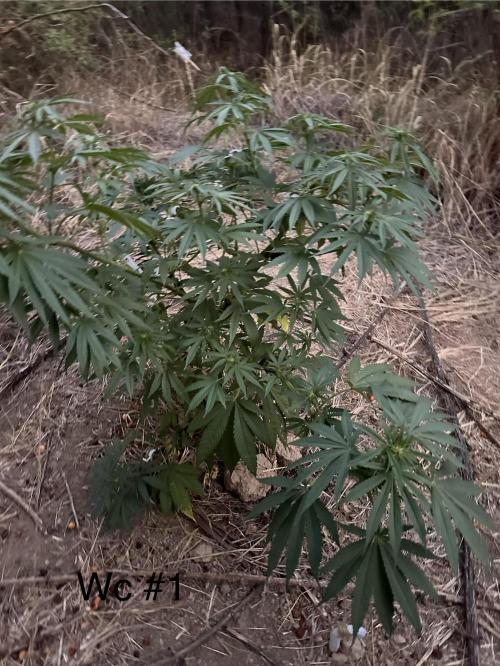 EE Guerrila. Week 11