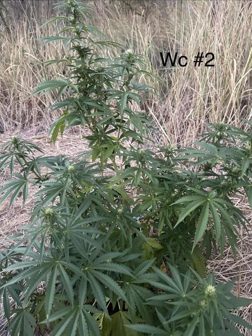 EE Guerrila. Week 11