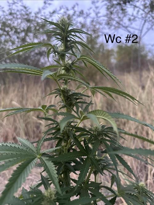 EE Guerrila. Week 11