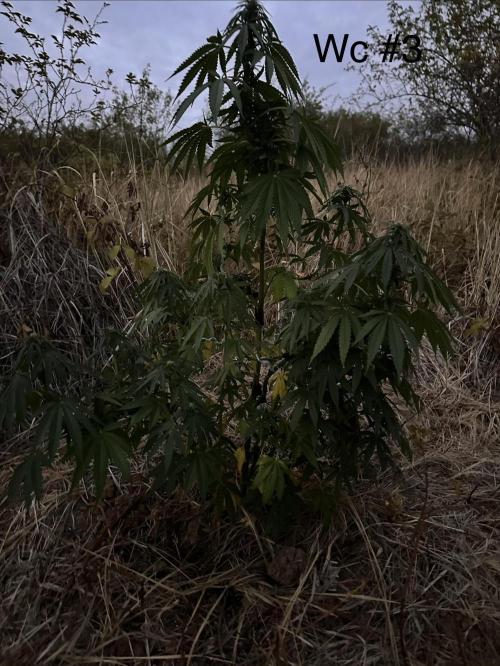 EE Guerrila. Week 11