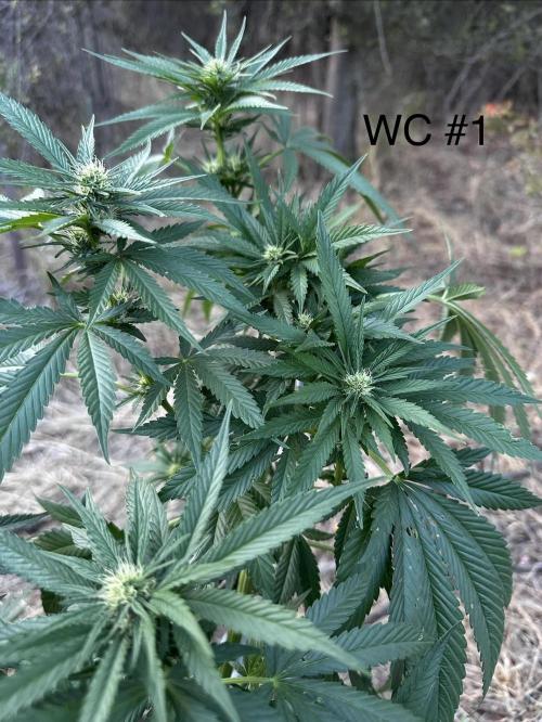 EE Guerrila. Week 13