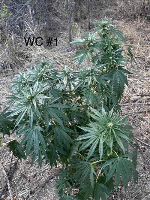 EE Guerrila. Week 13