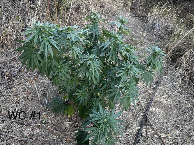 EE Guerrila. Week 13