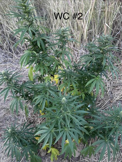 EE Guerrila. Week 13