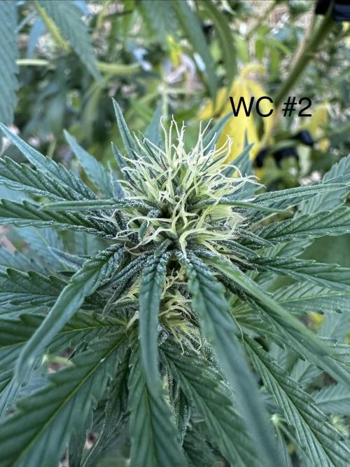EE Guerrila. Week 13