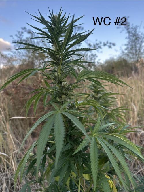 EE Guerrila. Week 13