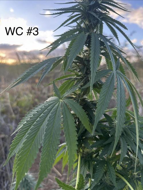 EE Guerrila. Week 13