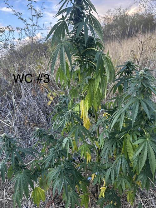 EE Guerrila. Week 13