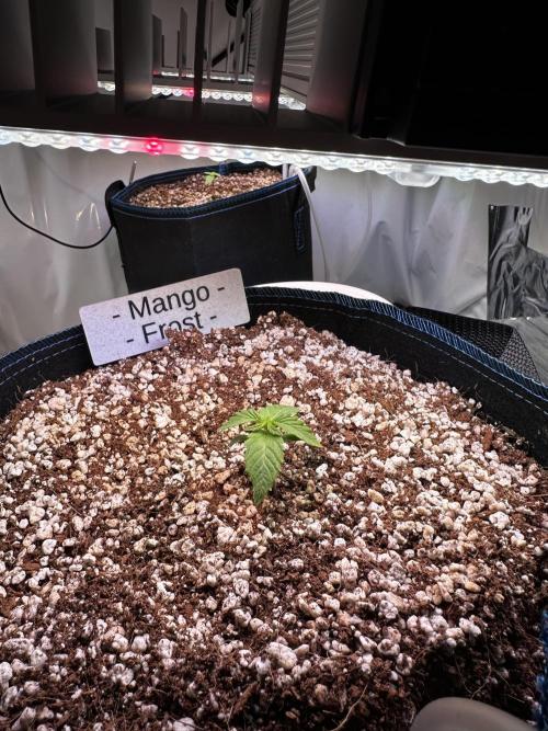 FastBuds & AutoPot + SANlight + BioTabs. Week 1