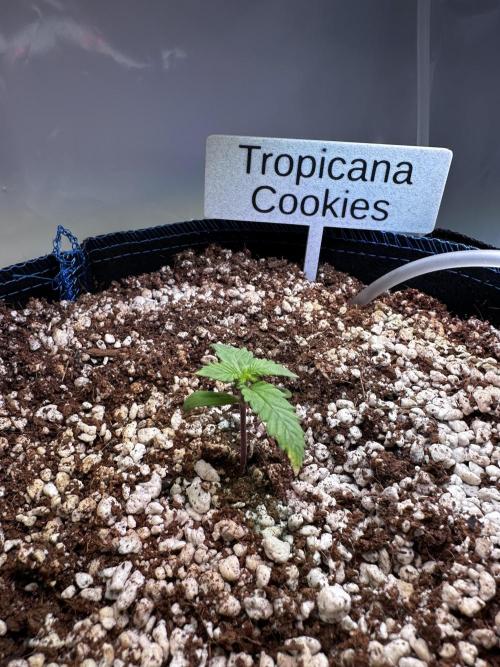 FastBuds & AutoPot + SANlight + BioTabs. Week 1