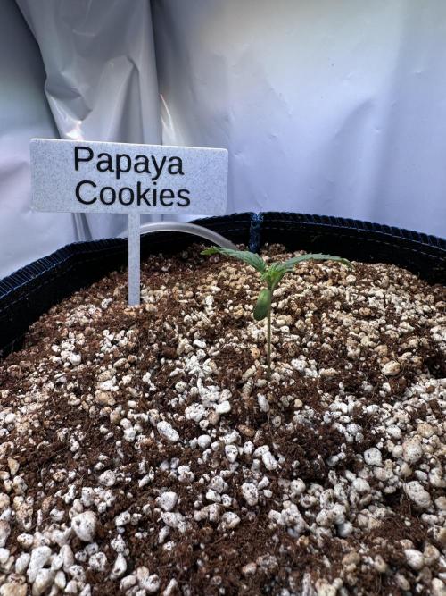 FastBuds & AutoPot + SANlight + BioTabs. Week 1