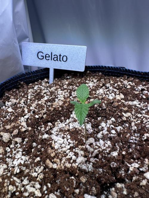FastBuds & AutoPot + SANlight + BioTabs. Week 1