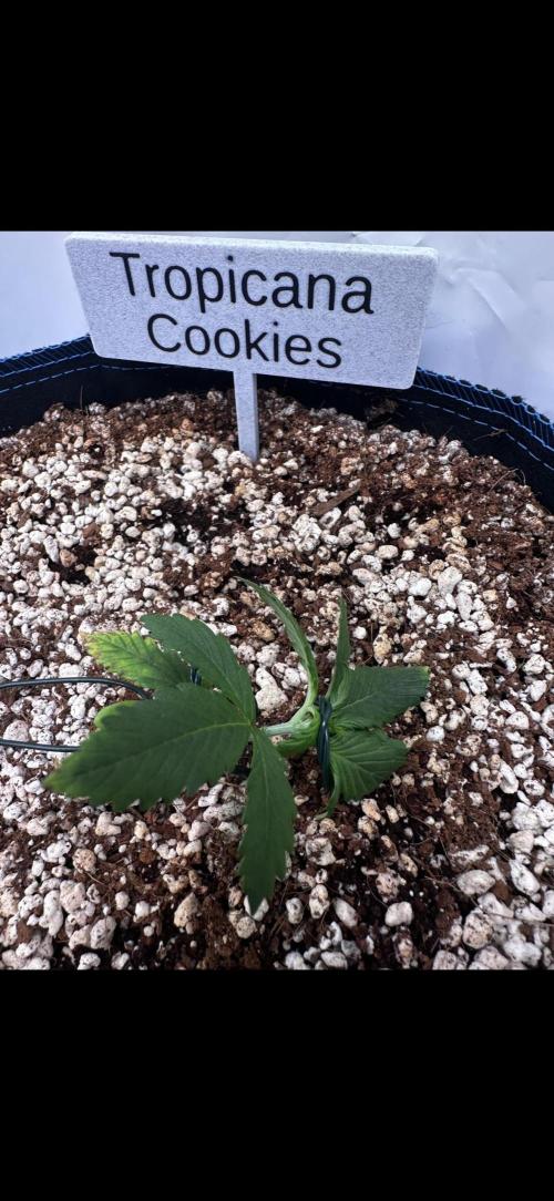 FastBuds & AutoPot + SANlight + BioTabs. Week 2