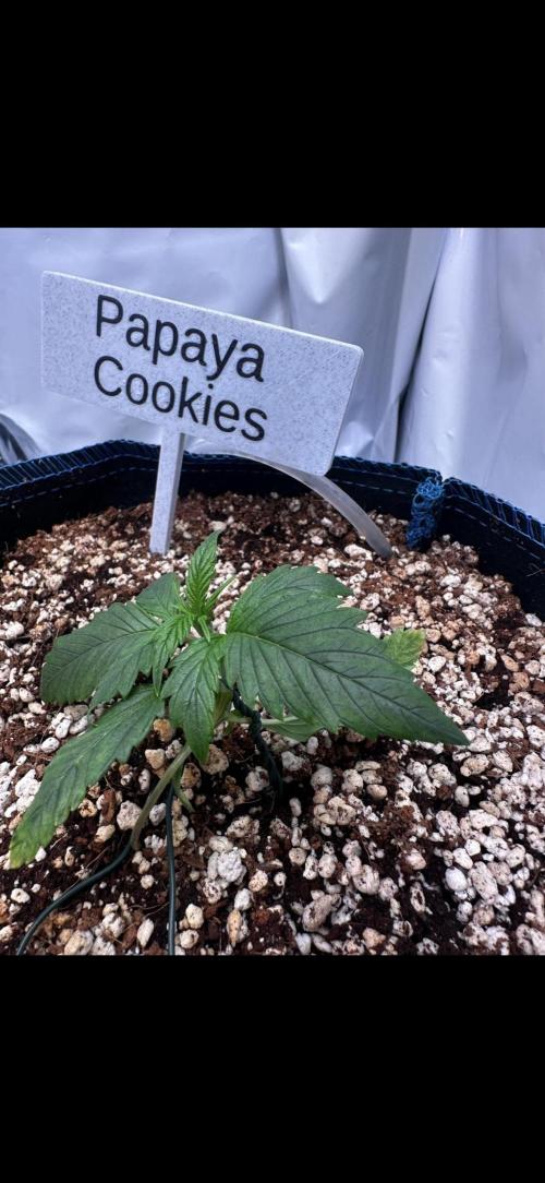 FastBuds & AutoPot + SANlight + BioTabs. Week 2