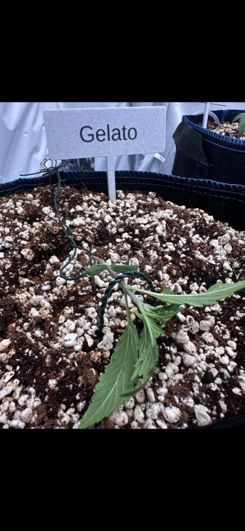 FastBuds & AutoPot + SANlight + BioTabs. Week 2