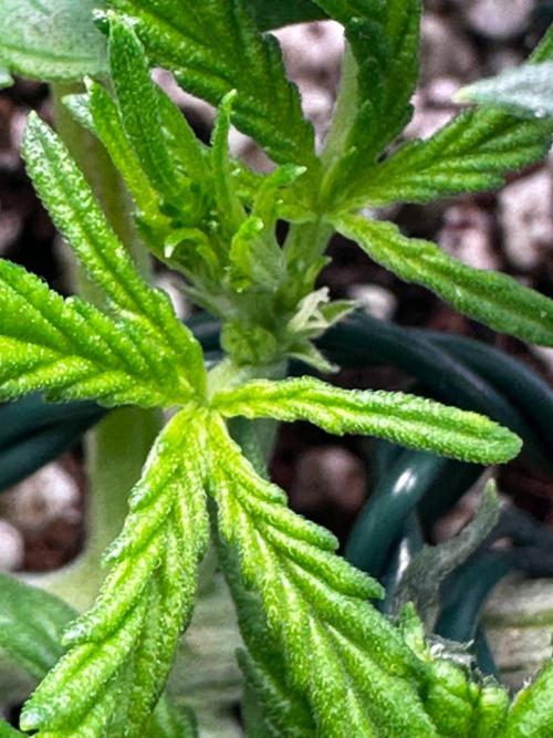 FastBuds & AutoPot + SANlight + BioTabs. Week 3
