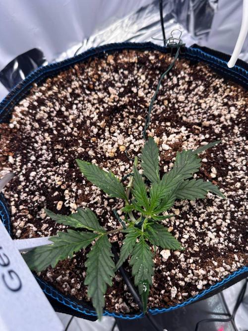FastBuds & AutoPot + SANlight + BioTabs. Week 3