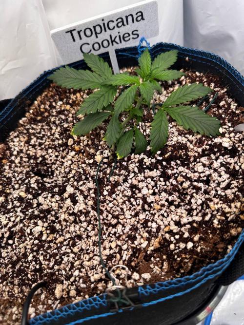 FastBuds & AutoPot + SANlight + BioTabs. Week 3