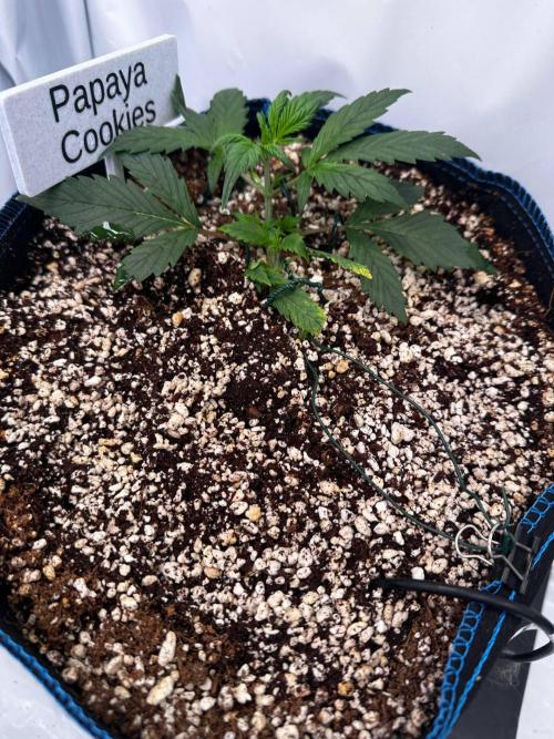 FastBuds & AutoPot + SANlight + BioTabs. Week 3