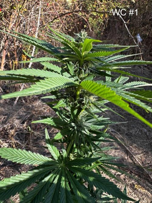 EE Guerrila. Week 14