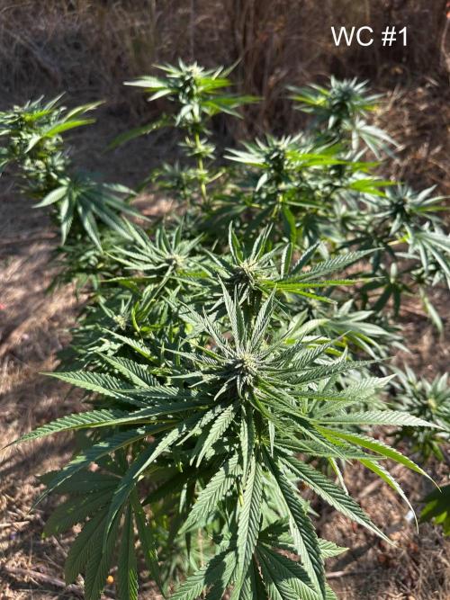 EE Guerrila. Week 14