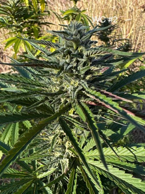 EE Guerrila. Week 14