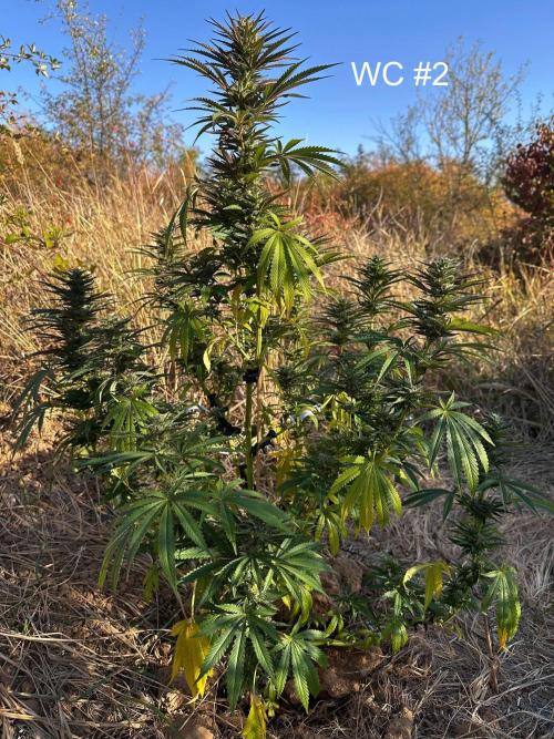EE Guerrila. Week 14