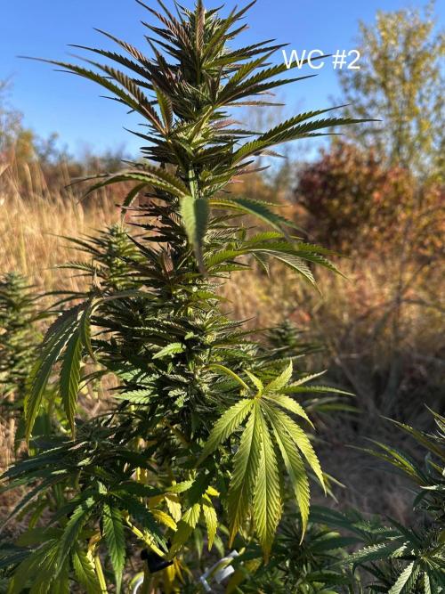 EE Guerrila. Week 14