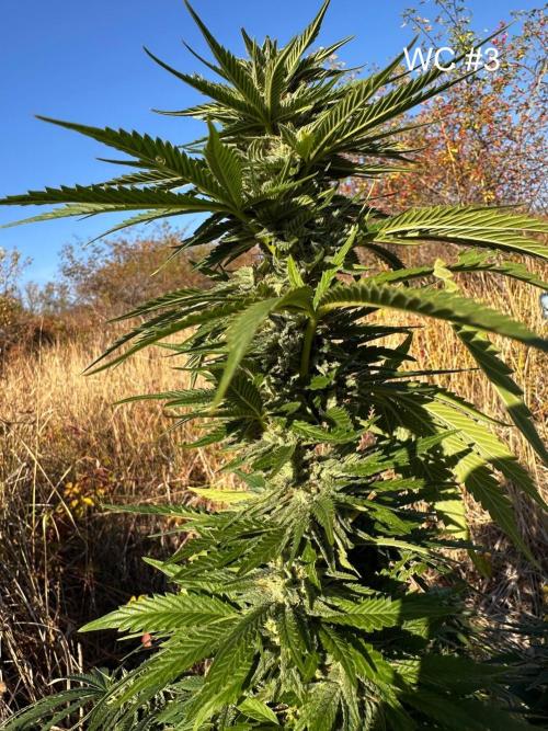 EE Guerrila. Week 14