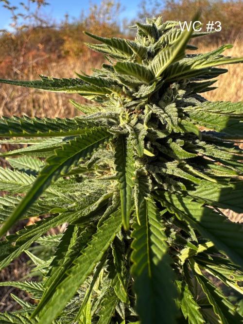 EE Guerrila. Week 14