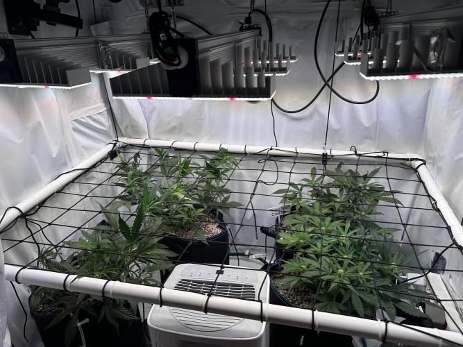 FastBuds & AutoPot + SANlight + BioTabs. Week 5