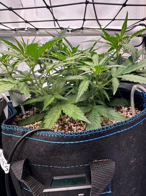 FastBuds & AutoPot + SANlight + BioTabs. Week 5