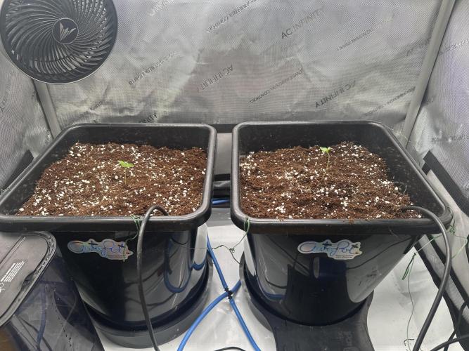 Mandarin Cookies V2 unreleased Seeds 🍀. Week 1 - The two Mandarin Cookies are both in the 25l Pots now, still being hand watered