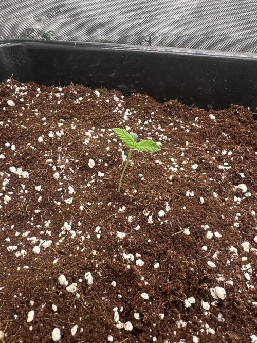 Mandarin Cookies V2 unreleased Seeds 🍀. Week 1 - Mary, the shorter of the two.