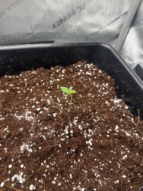 Mandarin Cookies. Week 1