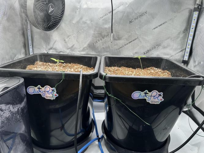 Mandarin Cookies V2 unreleased Seeds 🍀. Week 2 - Both of the Plants in their Pot