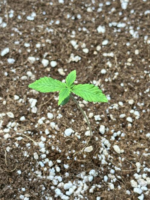 Mandarin Cookies V2 unreleased Seeds 🍀. Week 2 - Mary, a little bit smaller than her sister
