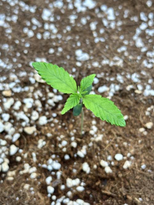 Mandarin Cookies. Week 2